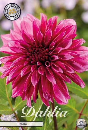 Dahlia Tanita Dekorativ 1-pack NYHET