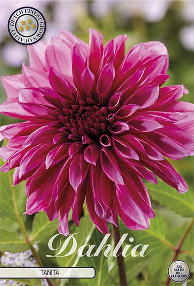 Dahlia Border Bluesette