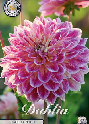 Dahlia Border Bluesette