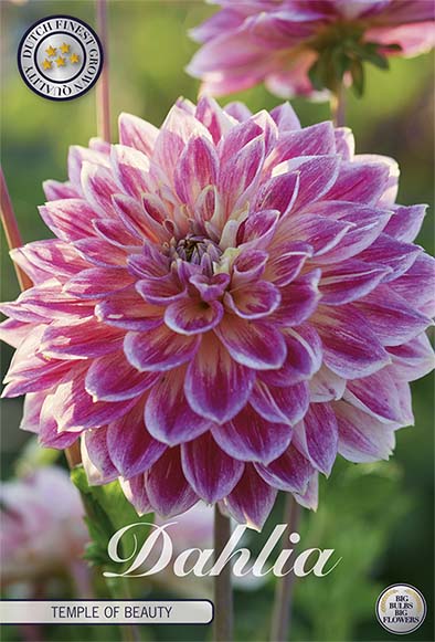 Dahlia Border Bluesette