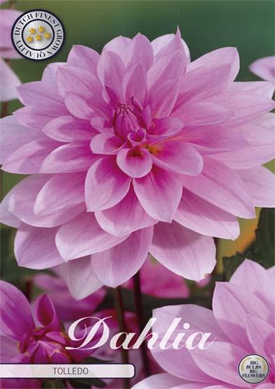 Dahlia Border Bluesette