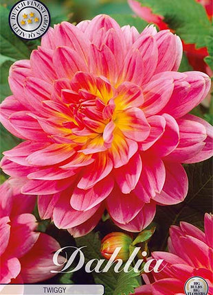 Dahlia Border Bluesette