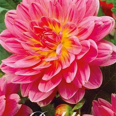 Dahlia Twiggy Dekorativ 1-pack NYHET