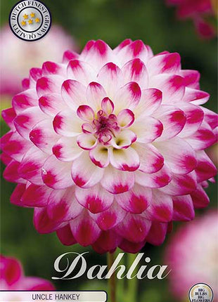 Dahlia Border Bluesette 1 kpl