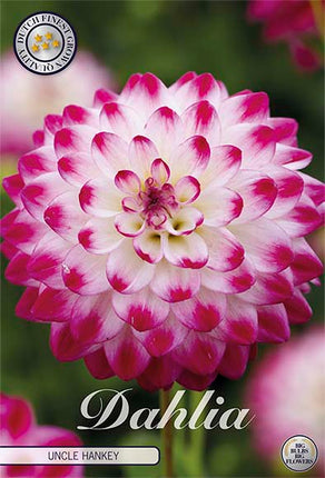 Dahlia Uncle Hankey Dekorativ 1-pack NYHET