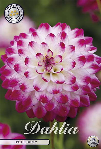 Dahlia Border Bluesette 1 kpl