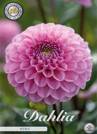 Dahlia Boll Caitlin's Joy 1-pak NYHED