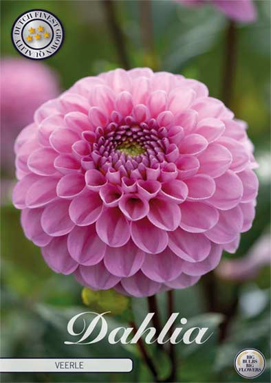 Dahlia Boll Caitlin's Joy 1-pakkaus UUSI