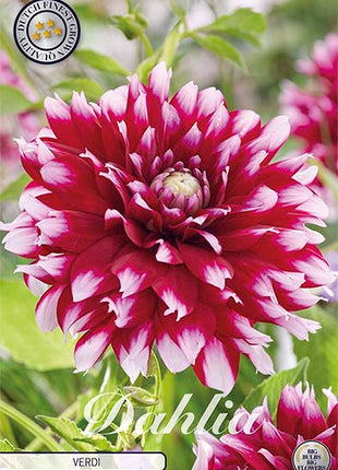 Dahlia Boll Verdi 1-pack NYHET