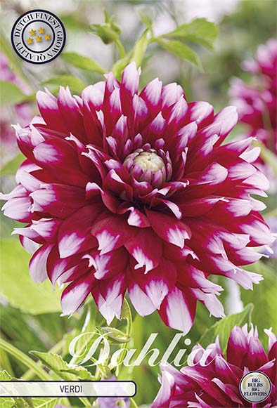 Dahlia Boll Caitlin's Joy 1-pak NYHED