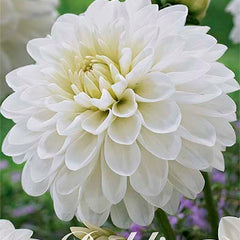 Collection image for: Bästsäljande Dahlia