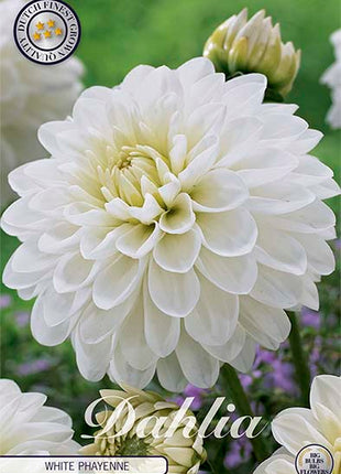 Dahlia Border Bluesette