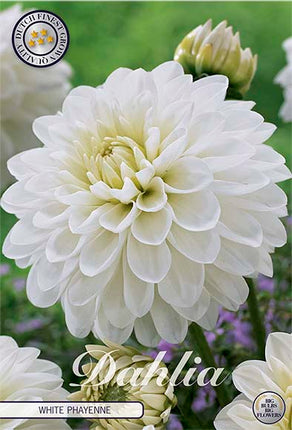 Dahlia White Phayenne Dekorativ 1-pack NYHET