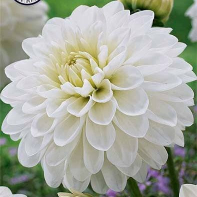 Dahlia White Phayenne Dekorativ 1-pack NYHET