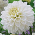 Dahlia White Phayenne Dekorativ 1-pack NYHET