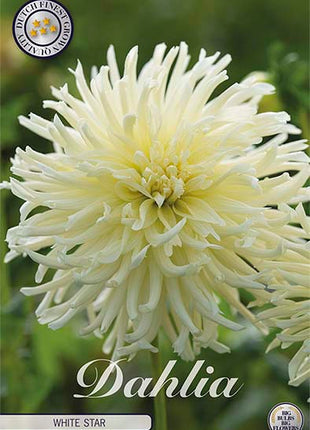 Dahlia Cactus Black Narcissus 1-pak NYHED