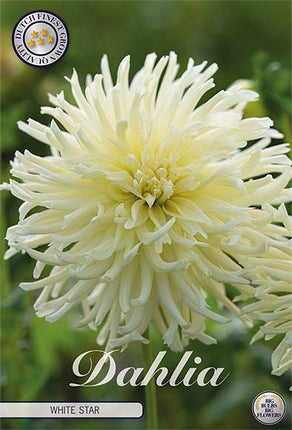 Dahlia Cactus White Star 1-pack NYHET