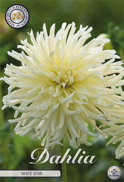 Dahlia Cactus Black Narcissus 1-pakkaus UUSI