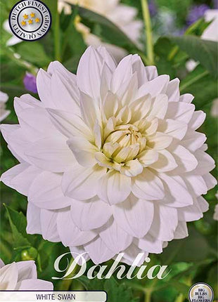 Dahlia Border Bluesette