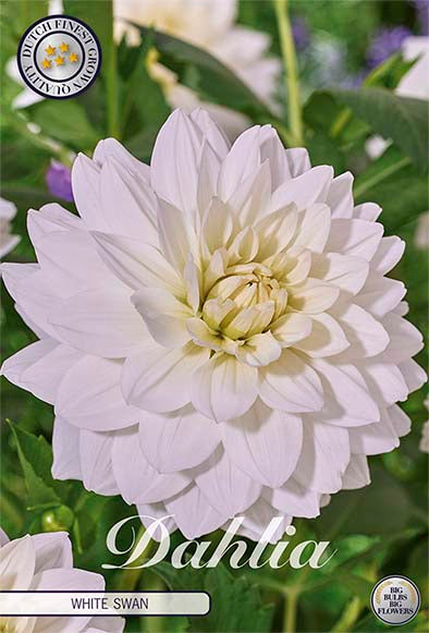 Dahlia Border Bluesette