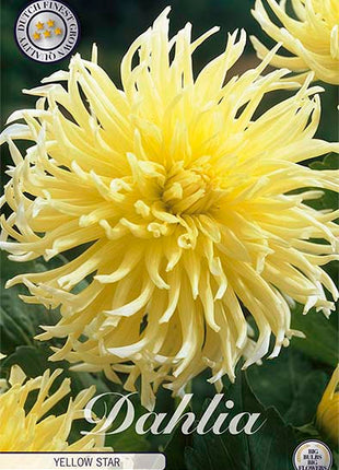 Dahlia Border Bluesette 1 kpl