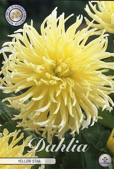 Dahlia Yellow Star Dekorativ 1-pack NYHET