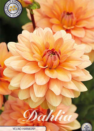 Dahlia Border Bluesette 1 kpl