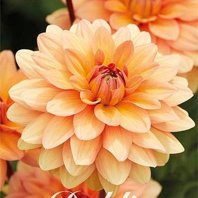 Dahlia Yelno Harmony Dekorativ 1-pack NYHET