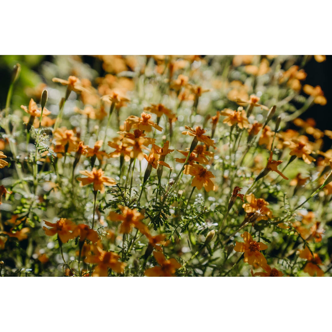 Tagetes Liten Lemon Star