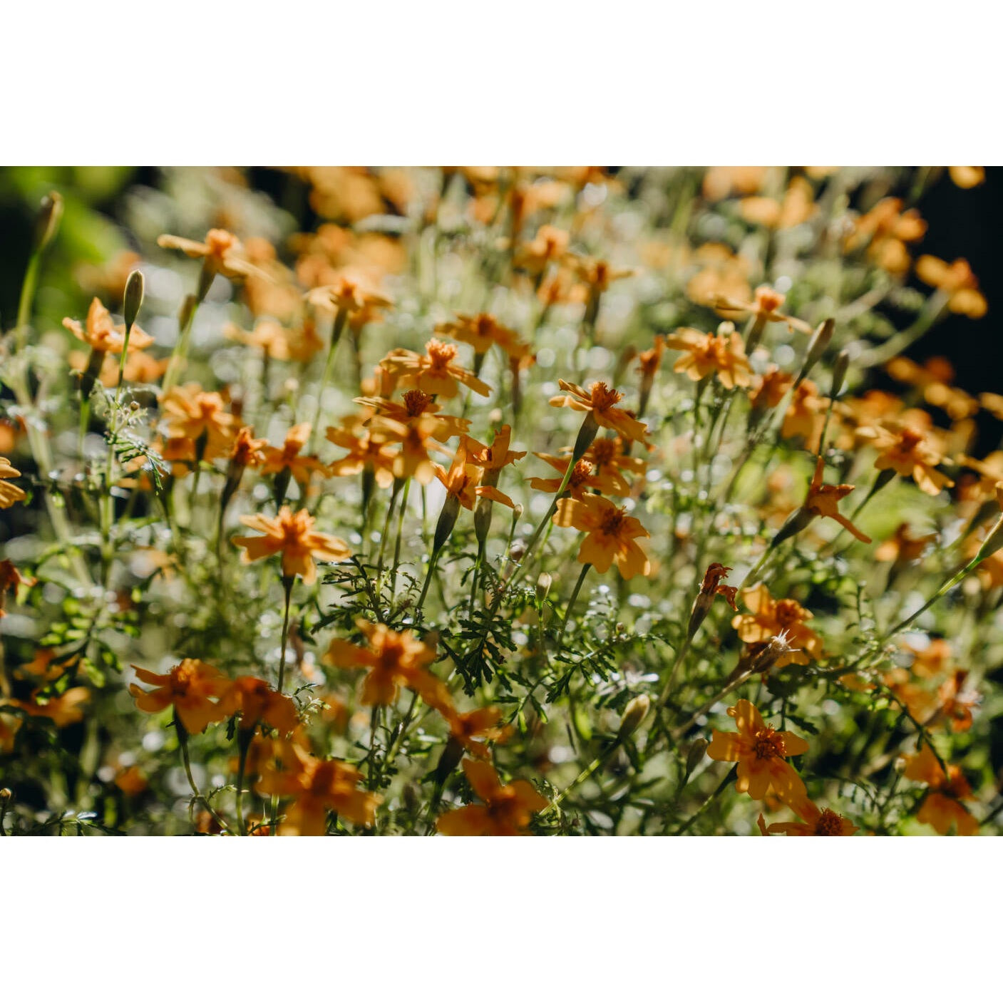 Tagetes Liten Lemon Star