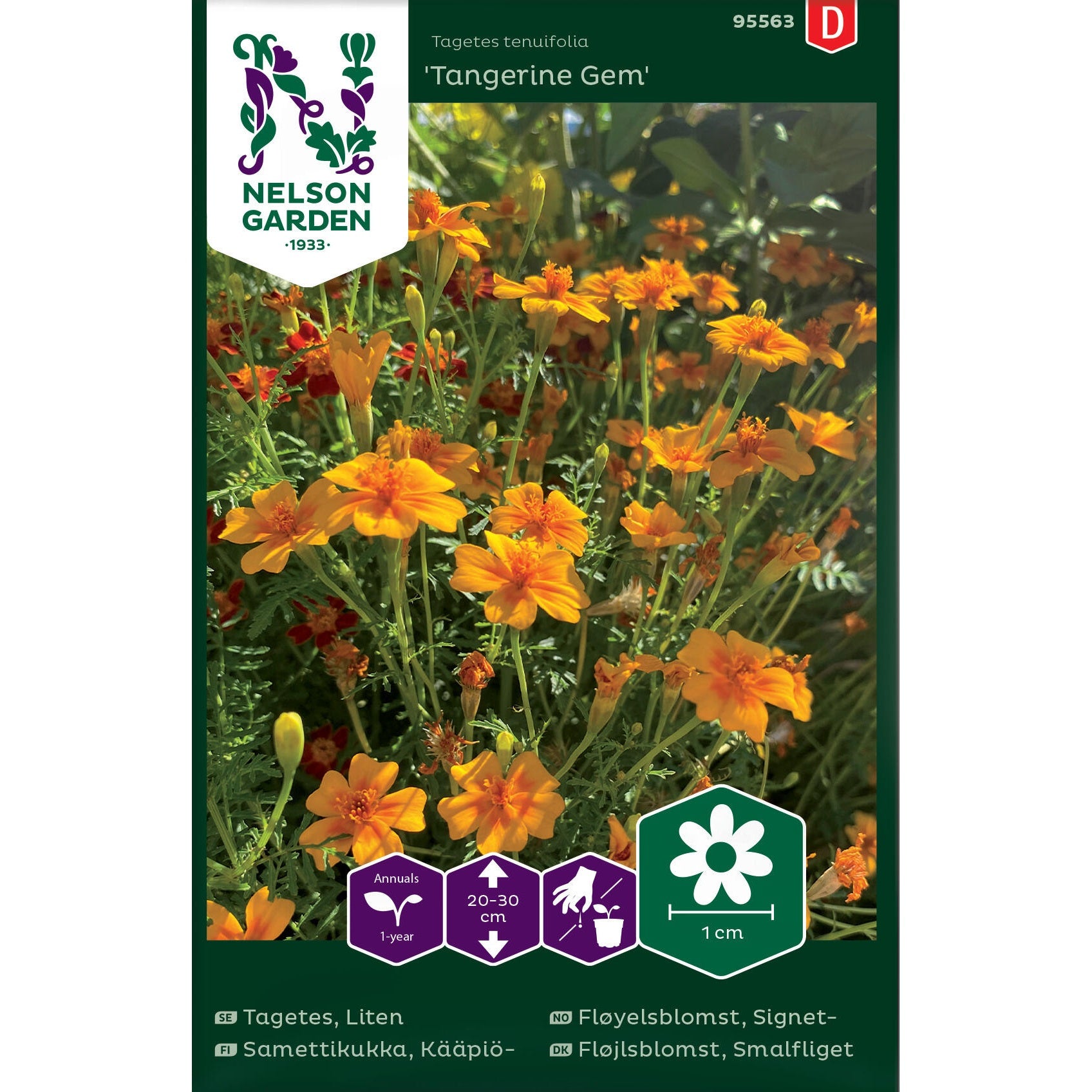 Tagetes Liten Tangerine Gem