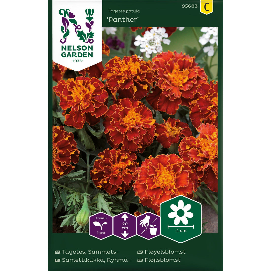 Tagetes Sammets- Panther