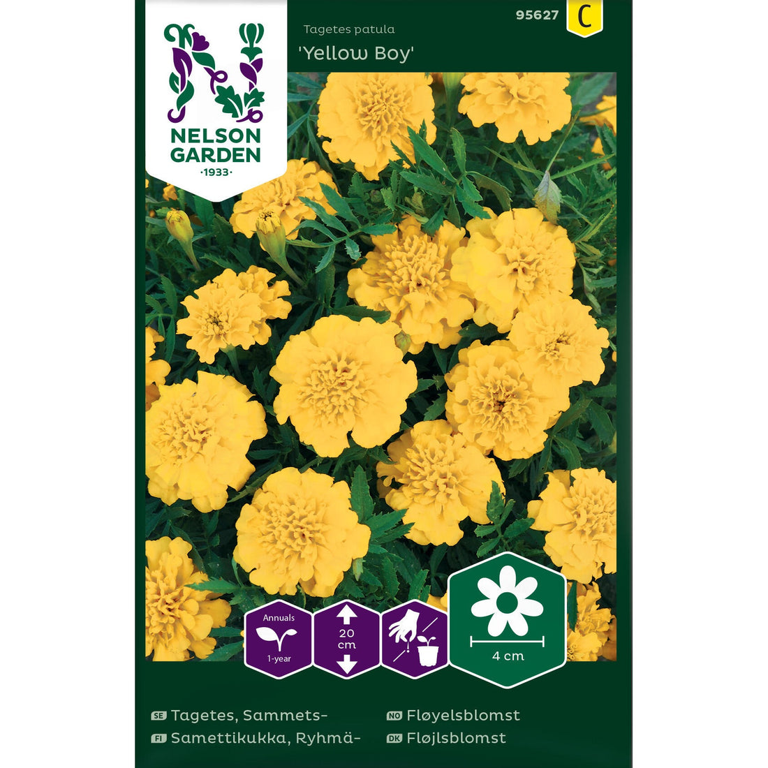 Tagetes Sammets- Yellow Boy