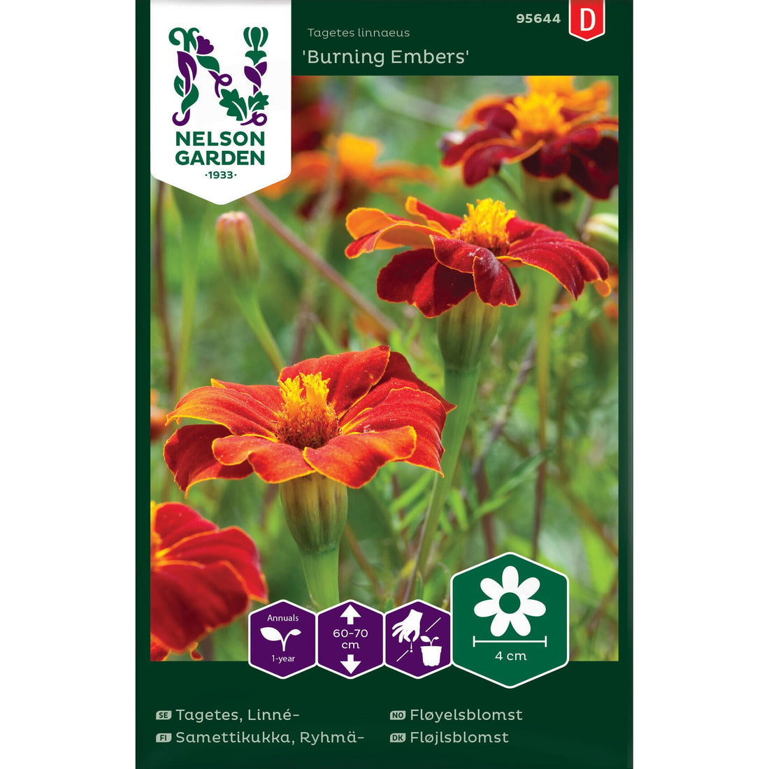 Tagetes Linné- Burning Embers