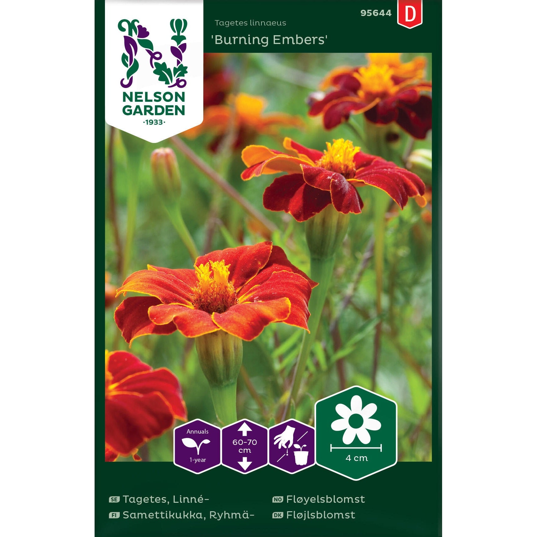 Tagetes Linné- Burning Embers