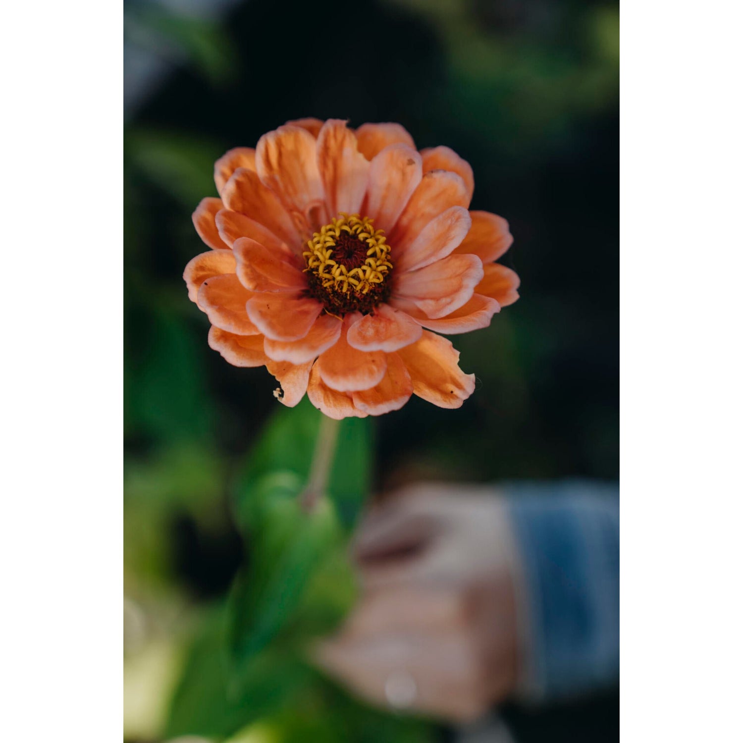 Zinnia Hög bl färger
