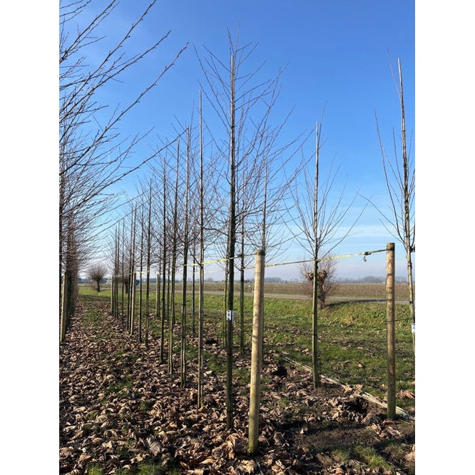 Flikbladig klibbal - Alnus glutinosa &