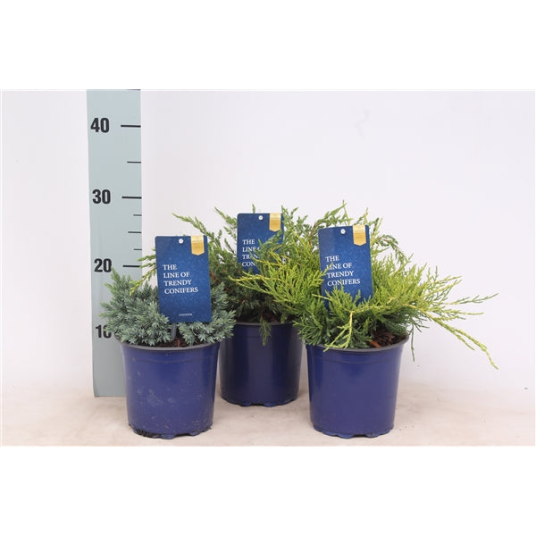 En in cultivars - C1,5/P15 20-25 CM