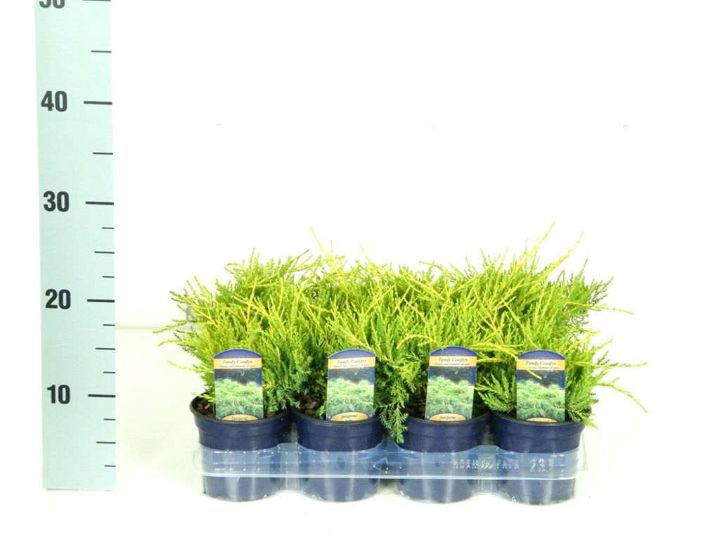 Juniperus pf. &