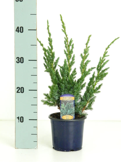 Juniperus squamata &