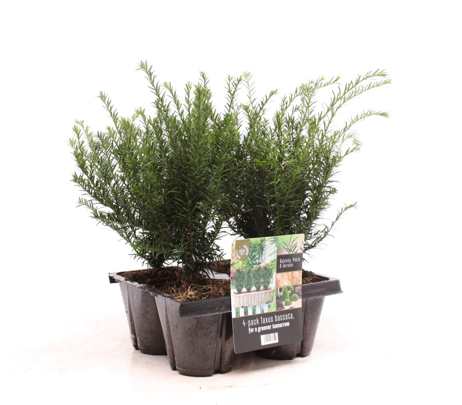 Idegran baccata - 4-PACK (13 CM)