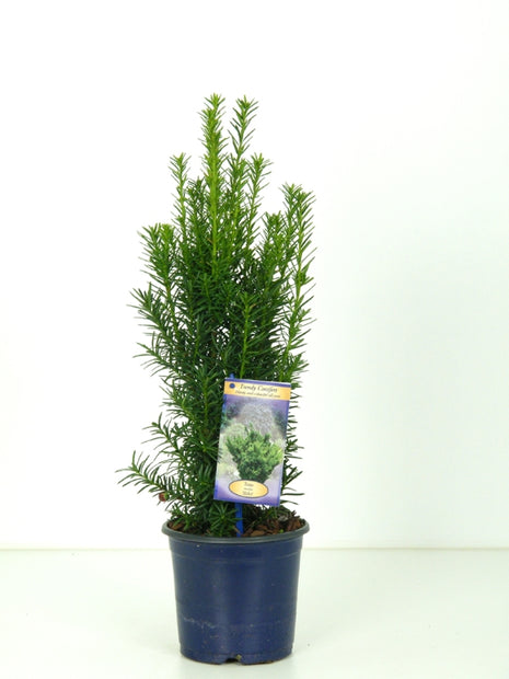 Taxus media 'Hicksii'