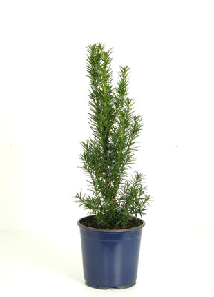 Taxus media 'Hillii'