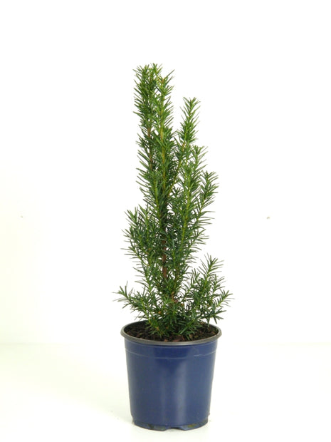 Taxus media 'Hillii'