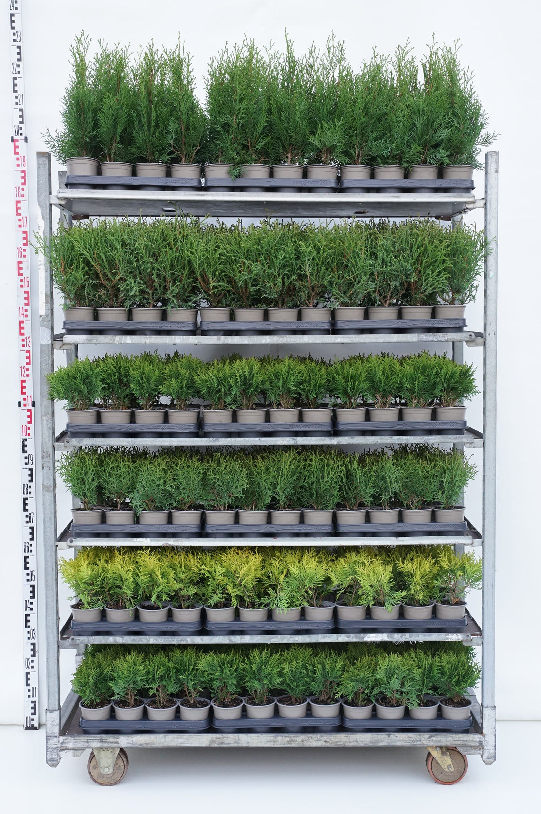 Thuja in cultivars - P11 15-20 CM