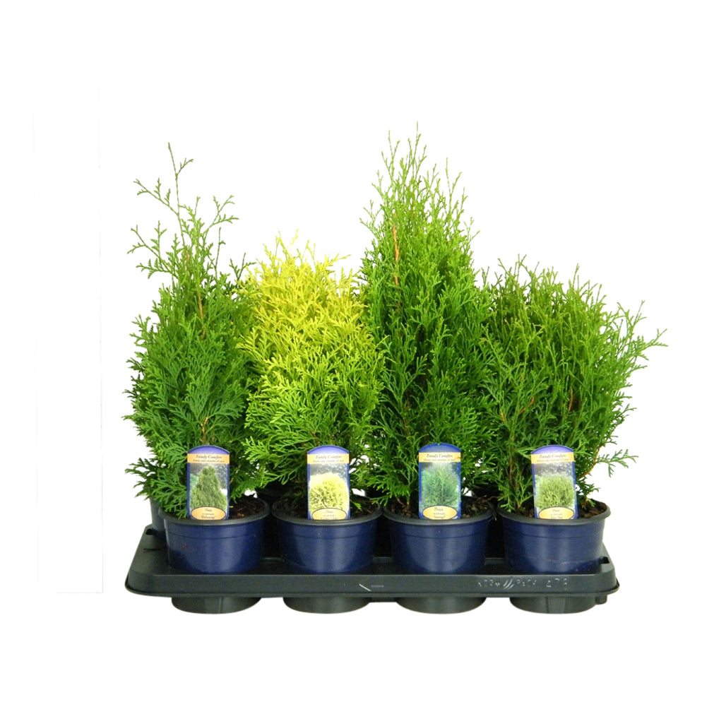 Thuja i sorter C2 (2 liters kruka) / 17 cm kruka 30-35 cm