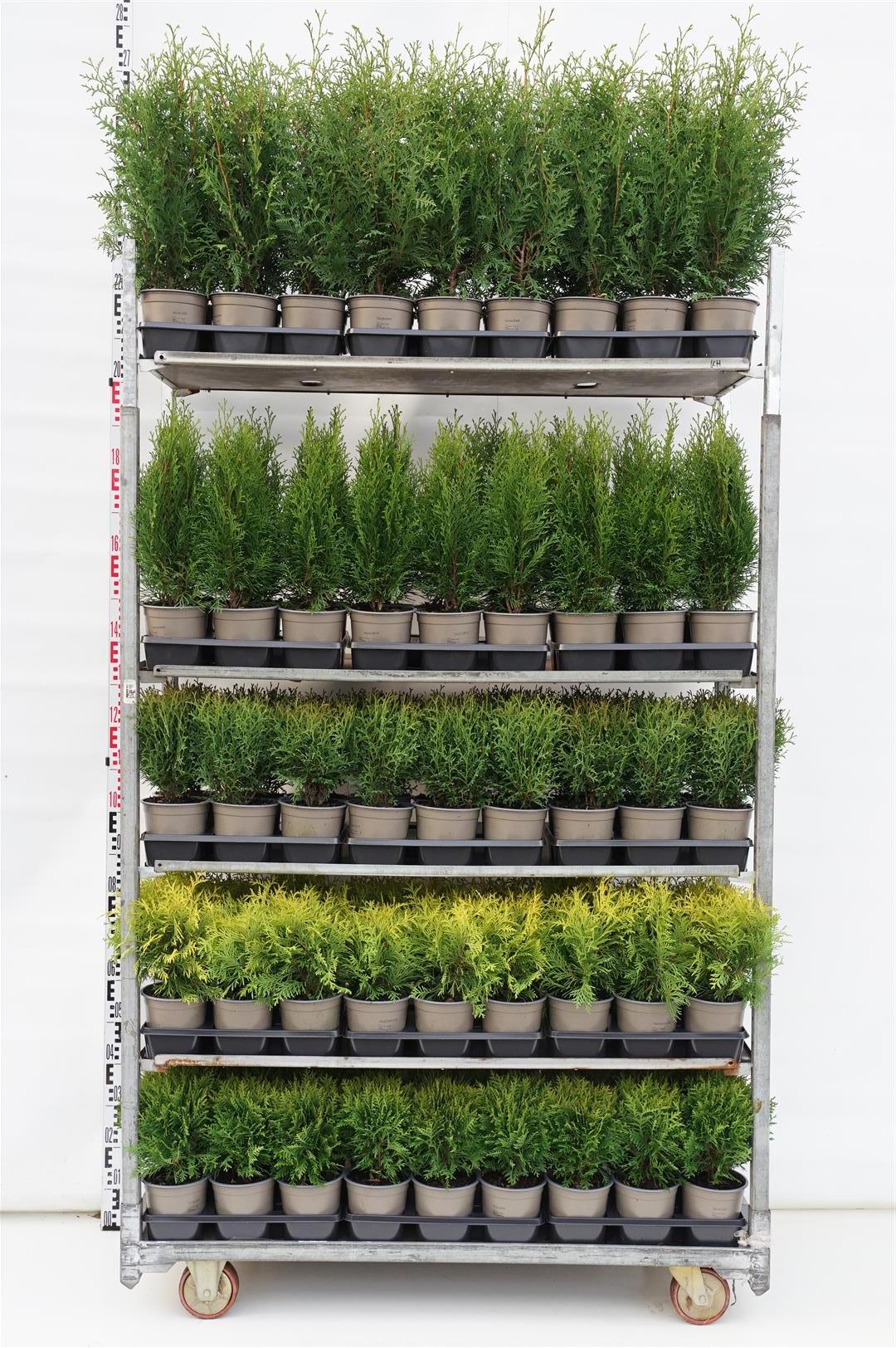 Thuja in cultivars - C1,5/P15 30-40 CM