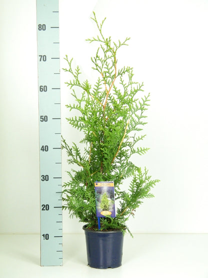 Thuja occidentalis &
