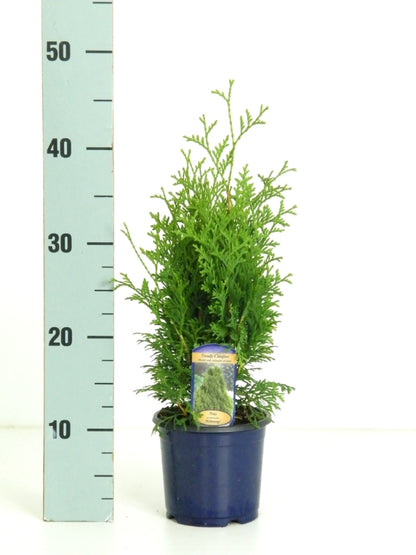 Thuja occidentalis &