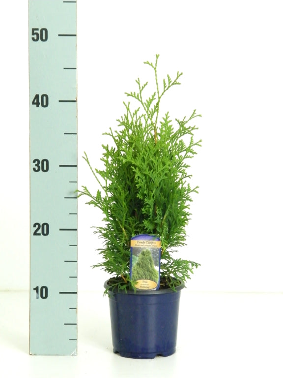 Thuja occidentalis &